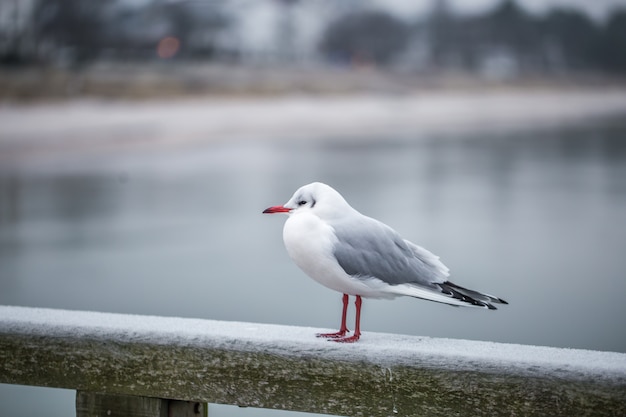 Seagull op promenade