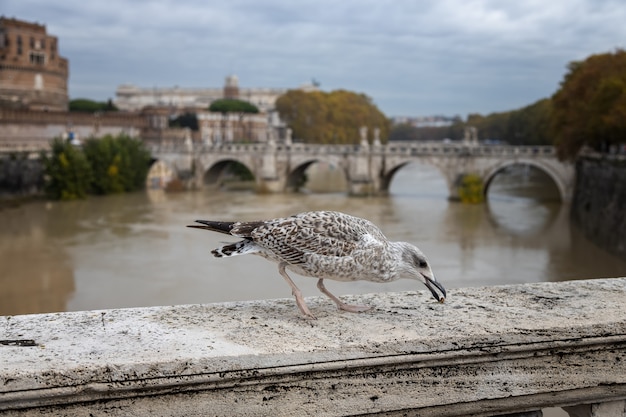 Seagull pecks treats on the Roman bridge