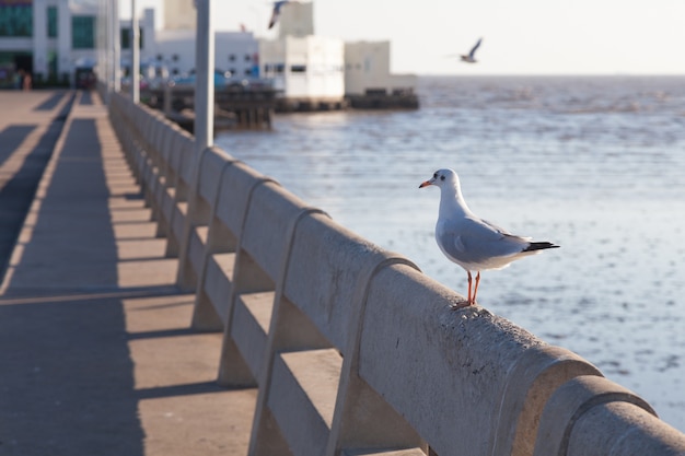 Seagull perched on the railing.