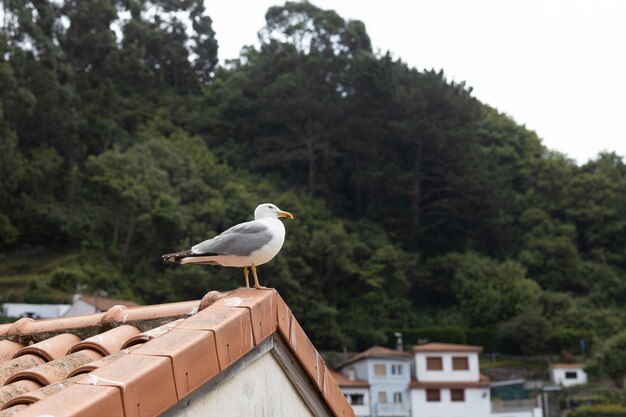 seagull perched on a roof