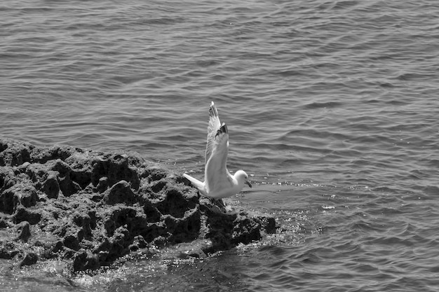 Photo seagull perching at beach during sunny day