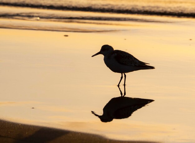 Seagull perching on a beach