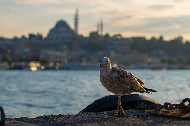 Photo seagull perching on beach