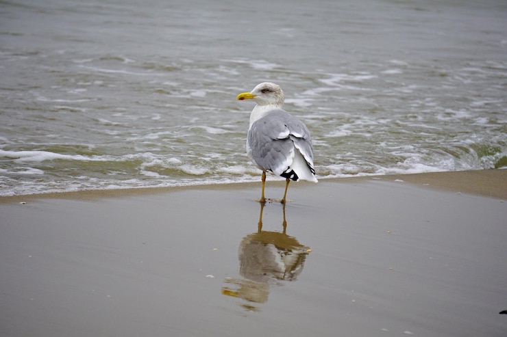 Photo seagull perching on a beach