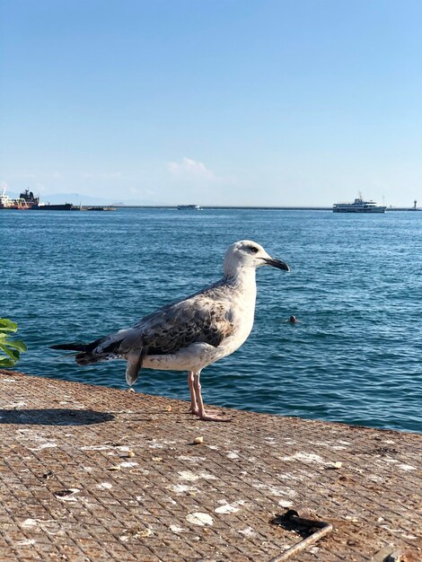 Foto un gabbiano appoggiato su una spiaggia