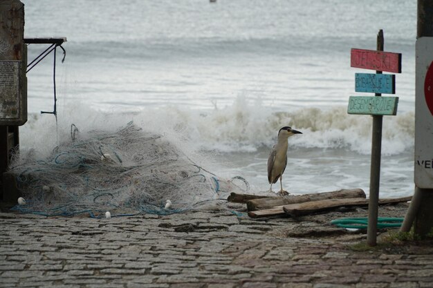 Photo seagull perching on a beach