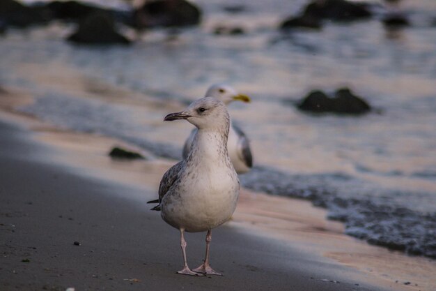 Photo seagull perching on a beach