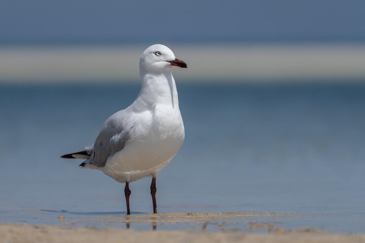 Photo seagull perching on a beach