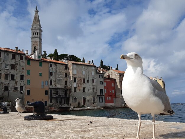 Seagull perching on a building by sea against sky