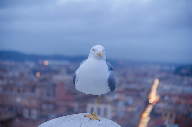 Foto un gabbiano appoggiato su un edificio