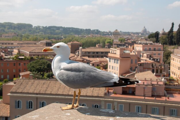 Foto un gabbiano appoggiato su un edificio