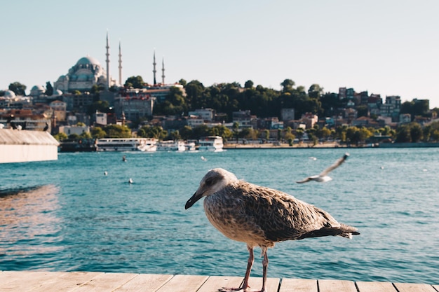 Photo seagull perching on a city by sea against sky