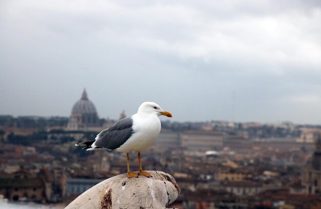 Photo seagull perching on a city