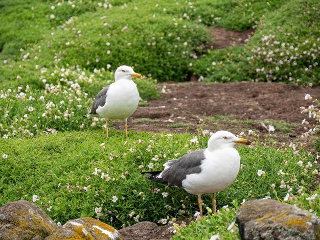 Seagull perching on a field