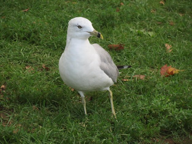 Seagull perching on grass