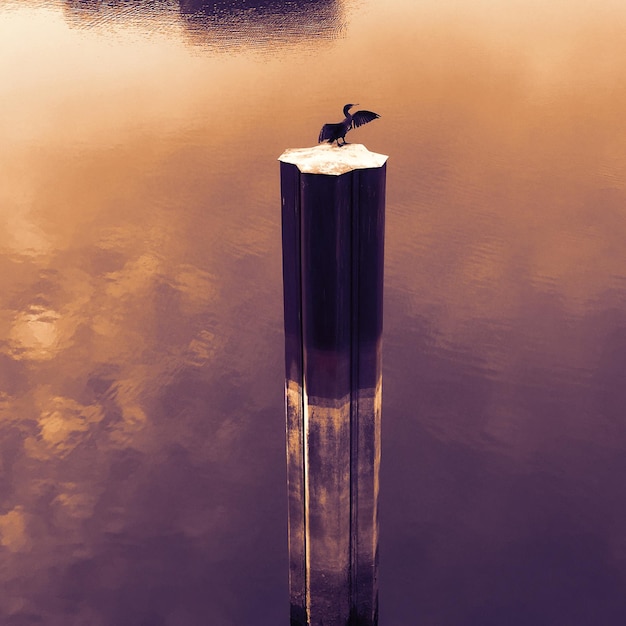 Photo seagull perching on lake against sky