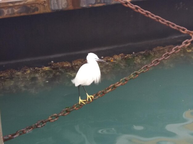 Seagull perching on a lake