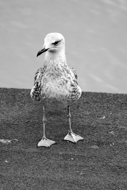 Seagull perching on a land