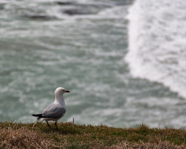 Photo seagull perching on a land