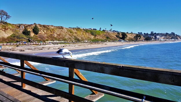 Seagull perching on man by sea against clear blue sky