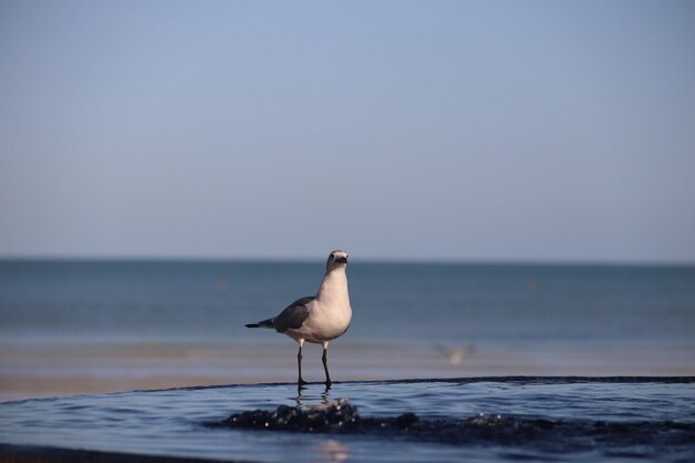 写真 ビーチに座っているカモメ