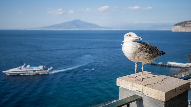 写真 海のボートに座っているカモメ