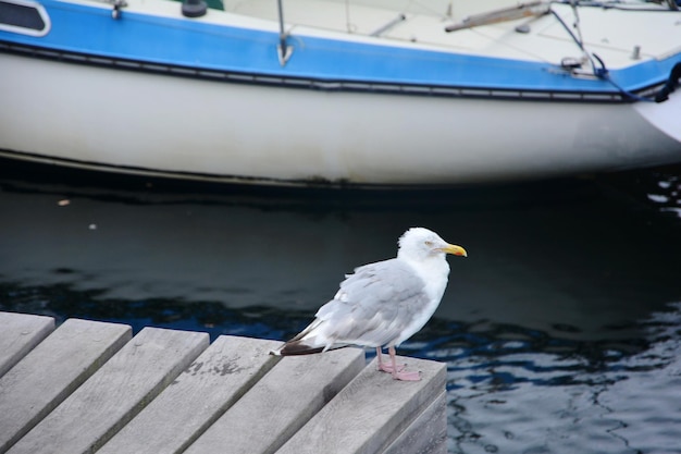 写真 ボートに座っているカモメ