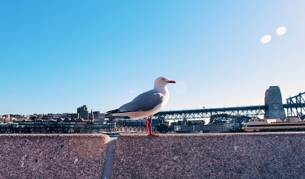 写真 街の上に座っているカモメ