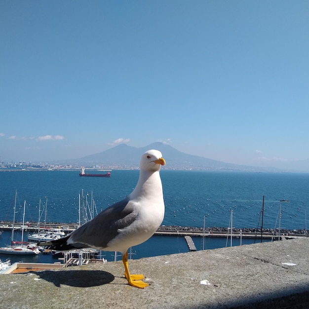 写真 海の上に座っているカモメ