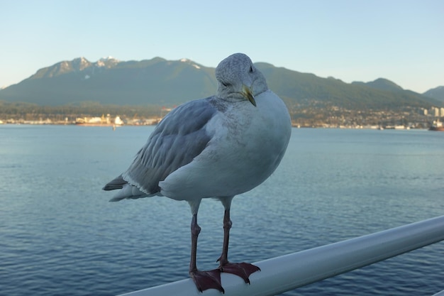 写真 海の上に座っているカモメ