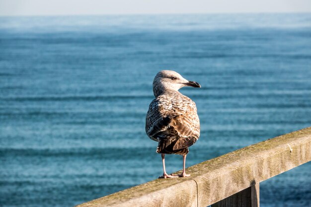 写真 海の上に座っているカモメ