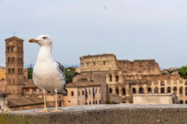 写真 壁に座っているカモメ