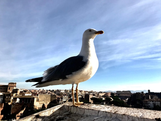 写真 壁に座っているカモメ