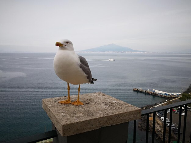 写真 空に向かって海のレールに座っているカモメ