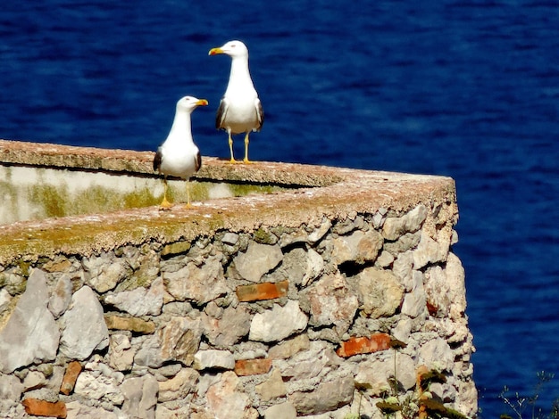 写真 壁に付いた岩の上に座っているカモメ