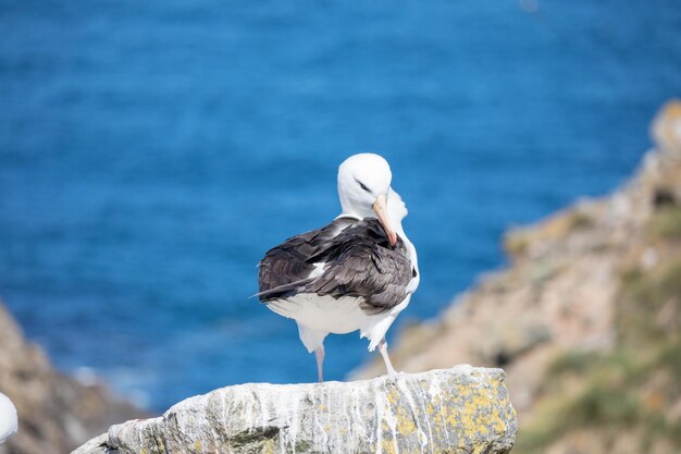 写真 岩の上に座っているカモメ