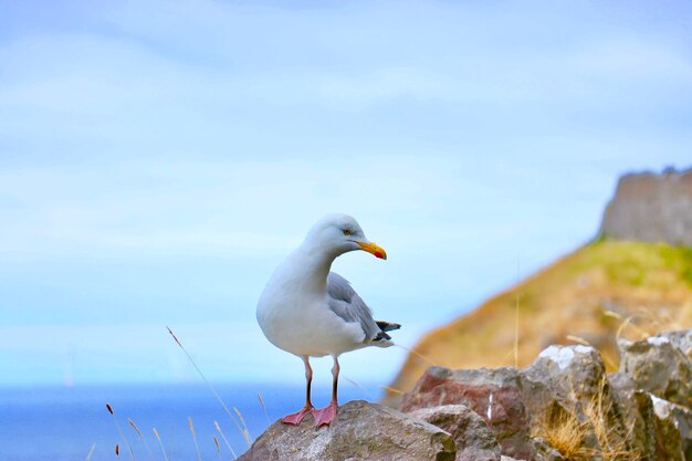 写真 岩の上に座っているカモメ