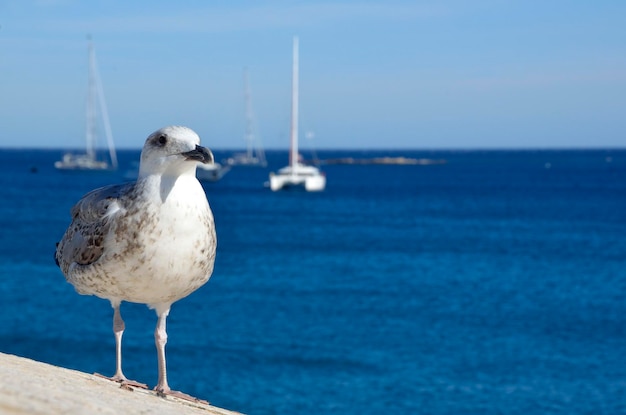 写真 海岸に座っているカモメ