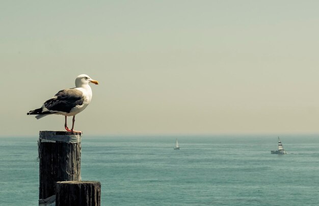 写真 澄んだ空の向こうの海で木の柱に座っているカモメ