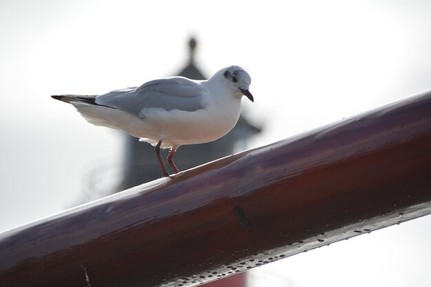 Photo seagull perching on railing