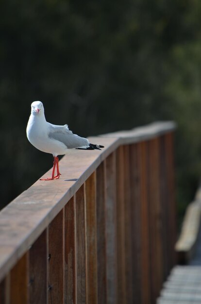 Photo seagull perching on railing