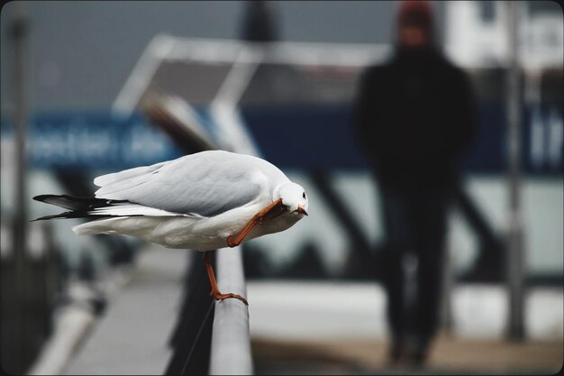 Seagull perching on railing