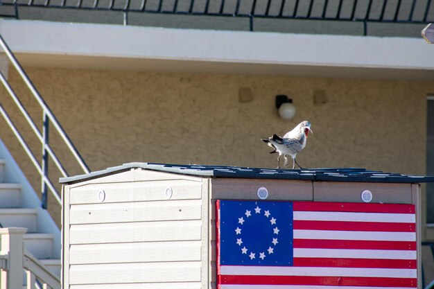 Seagull perching on railing