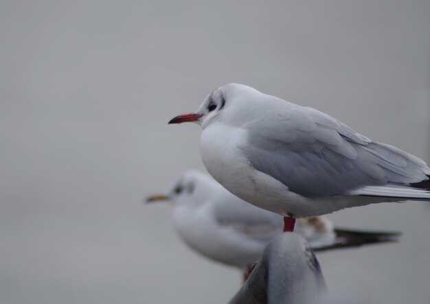 Photo seagull perching on railing