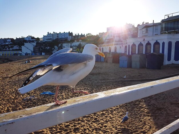 Seagull perching on retaining wall against buildings in city