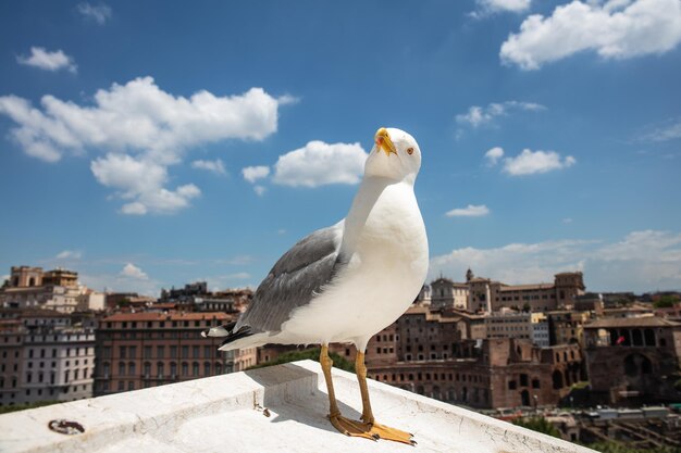 建物を支える壁に座っているカモメ