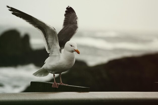 Seagull perching on retaining wall against sea