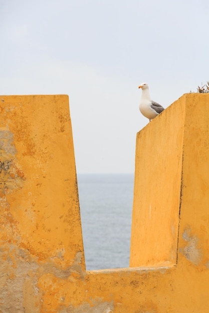 Seagull perching on retaining wall by sea against sky