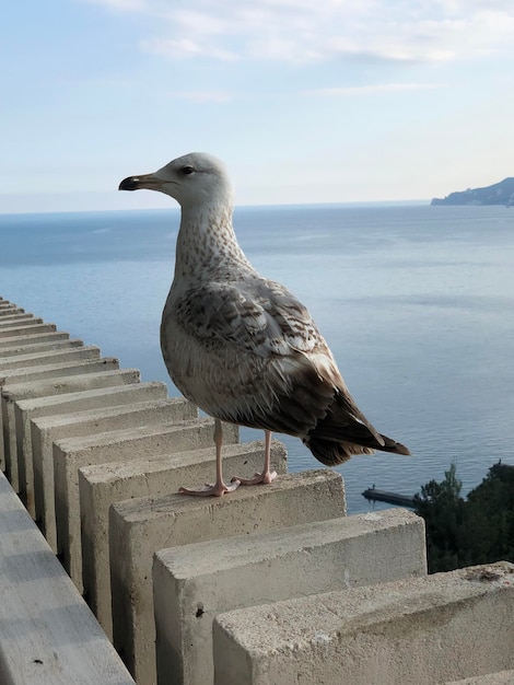 Foto un gabbiano appoggiato su un muro di contenimento sul mare contro il cielo