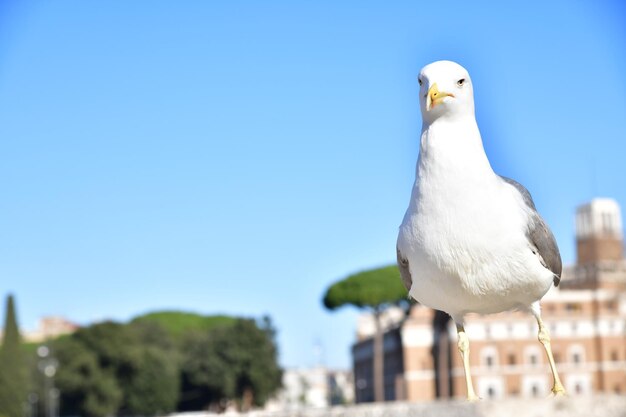 支柱壁に座っているカモメ